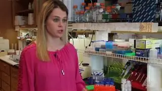 OSU CASNR | Animal Science Undergraduate Research with Samantha Howe