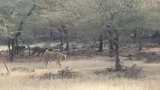 Tiger family in ranthambhore