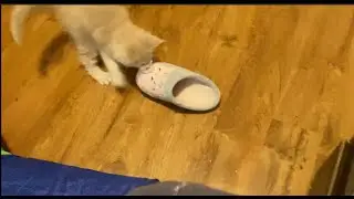 Kitten steals my slipper!  - 9/10 week old Maine Coon kittens