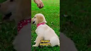 🐾 Puppy Training Basics: Simple Commands Every Puppy Should Know 🐶