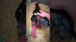 Meet the Dong Tao Chicken.