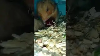 https://www.youtube.com/@xomka_27