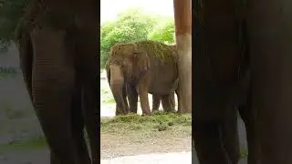 Elephant Conservation: Challenges and Solutions #EndangeredSpecies #WildlifeProtection #AnimalRights