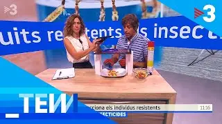 Els mosquits tigre es fan resistents als insecticides - Tot es mou