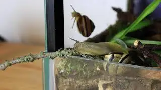 Snail hauling in food