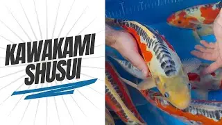 Stunning Shusui from Kawakami Koi Farm!