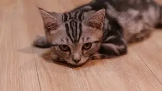 Американская короткошёрстная кошка