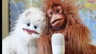 It Should've Been Me. Performed by The Puppet News Choir....