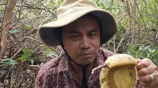 Bees Vs weaver ants
