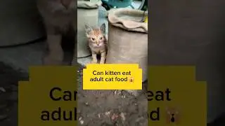 🙀Can kitten eat adult cat food#kittens #kittenfeed #explore