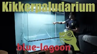 Groot gifkikker paludarium | Gebouwd door de Blue-lagoon|