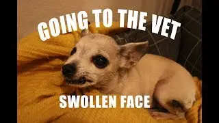 GOING TO THE VET WITH A SWOLLEN FACE