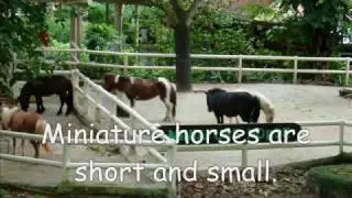 My visit to Singapore Zoo - For early readers