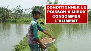 Conditionner les poissons à mieux consommer l'aliment