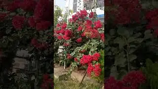 Blooming 🌺happily🌺🌺🌺🌺🌺