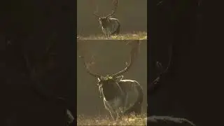 So, are they horns or antlers? #shorts #pronghorn