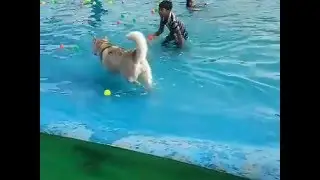 Dog Socialization Pool Party At The Peppy Paws