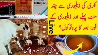Protocol before and after goat delivery | بکری کی ڈیلیوری سے پہلے اور بعد کا پروٹوکول | HB Business