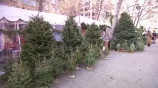 The life of a Christmas tree seller