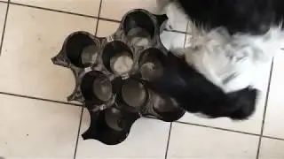 Just SCENT Dogs - The PASSIVE Indication