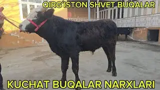BuqalQirgʻiston Shvet Kuchat Buqalar Narxlari Zur Buldi Ulgirib Qolin 14 01 2026