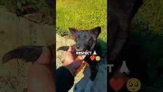 show some kindness to animal ❤️❤️🥰 #help #kindness #shorts #animals