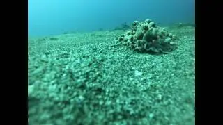Dendrodoris Carbunculosa - Rare Hawaiian Sea Slug