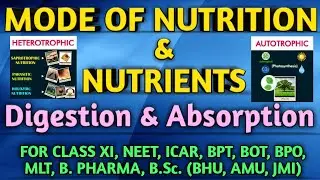 #9 Mode of Nutrition | Nutrients | Holozoic Nutrition| Digestion & Absorption | For class XI, NEET