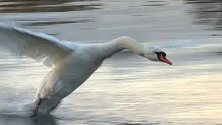 New Swan Cob Charges In At Me, Big Wings!! 26 November, 2025. 