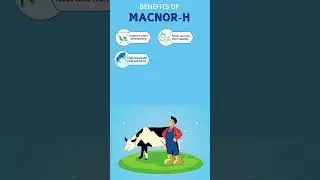 Macnor-H | Optimal Udder Care Maximum Milk Production | #dairyfarm #macnor #veterinary #cattle #cow