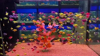 New Fish Stock Arrived 12-01-2026
