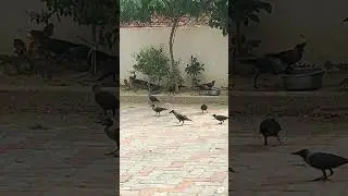 ||CROW 🦅GROUP🦅 close view🔥 || EATING FOOD|| NATURE&hearts;️🌲🌿||