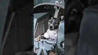 🌌 Łajka &ndash; Pies, kt&oacute;ry dotknął gwiazd 🐾