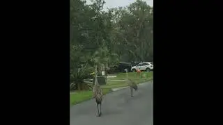 Large Birds Crossing the Street #shorts #birds #wildlife #beautiful #caution