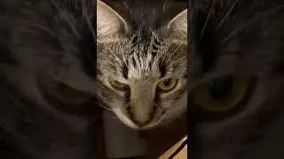 кошка Хесуса Буба
