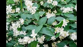 Jatyadi Ghrita Benefits - Best Wound Healing Herbal Ghee