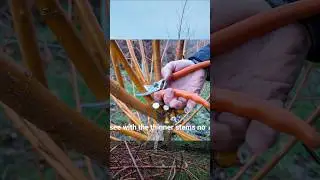 Обрезка ивы для стимулирования повторного роста: простой метод 🍃стебли слишком большие для секатора?