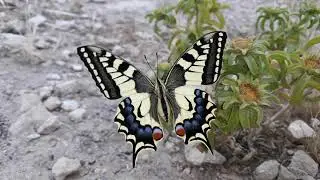 Защитное поведение махаона (Papilio machaon)