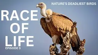 Race of Life &ndash; Episode 3 | Wildlife Survival Stories | Wildlife Documentary in Hindi