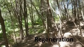 Regeneration of Native Bush