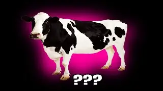 9 Cow Sound Variations in 35 Seconds