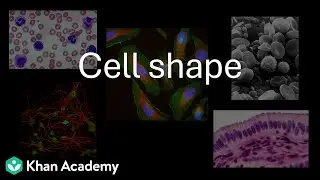 Форма клетки | Единица жизни | 11 класс | Ботаника | Телангана | Академия Хана