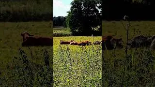 Middags rast i bregott fabriken i Bruceskog utanf&ouml;r Helsingborg.&copy; 2025 Lars Svendsen