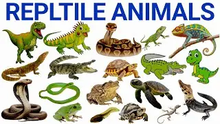 Reptiles & Amphibians for Kids | Many Types Of Animal Names in English | Learn Animals with Fun 🦎