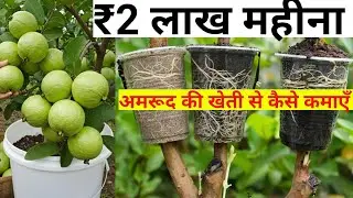 अमरूद की खेती से लाखों की कमाई 💰 | Guava Farming Profit