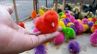Ayam Way #ayam #ayacu #trenrni #ayamwarnawarnilucuu #funny #ayam #ayamwarnawarni #ayamwarnawarnilucu