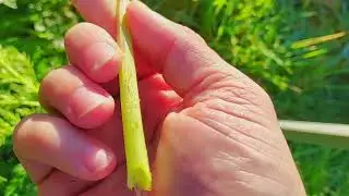 Poison Hemlock (Conium Maculatum) - Foraging UK -