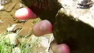 Fly fishing west virginia slate drake Isonychia birth