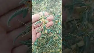 🌻&sup1;⁰☆&bull;&sup3;◇&sup1;■&sup1;&sup3;□&sup1; Spiny Cocklebur (Xanthium spinosum) in Sunflower Family (Asteraceae)