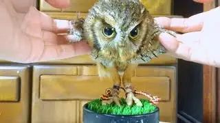 意外と足が長いフクロウ Unexpectedly long-legged owl